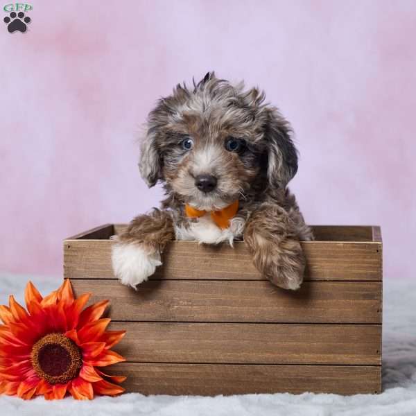 Dallas, Mini Aussiedoodle Puppy